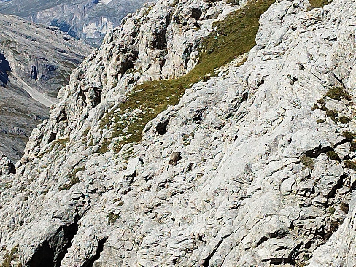 10 Marmot spotted
