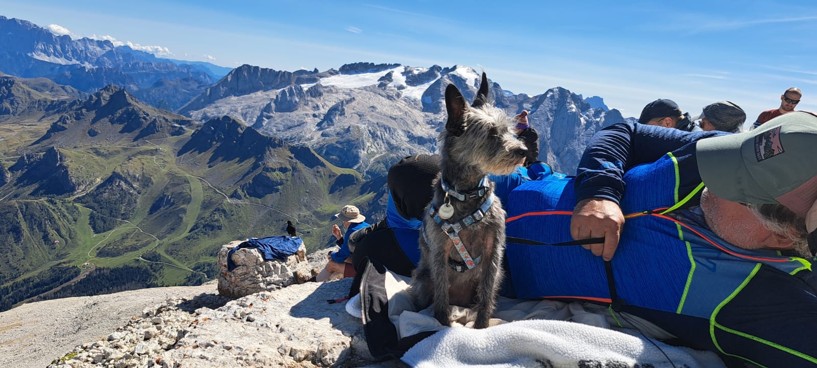 22 Dog enjoys peak Biz 22 dog enjoys peak biz