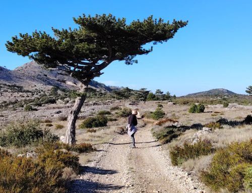 Hvar Hike / St Nikola – Walking the Island’s Spine