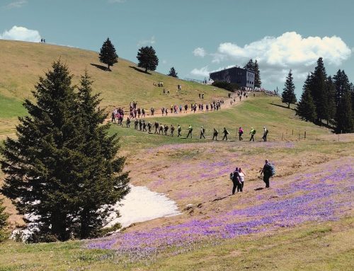 Velika Planina – Saffron Love Story